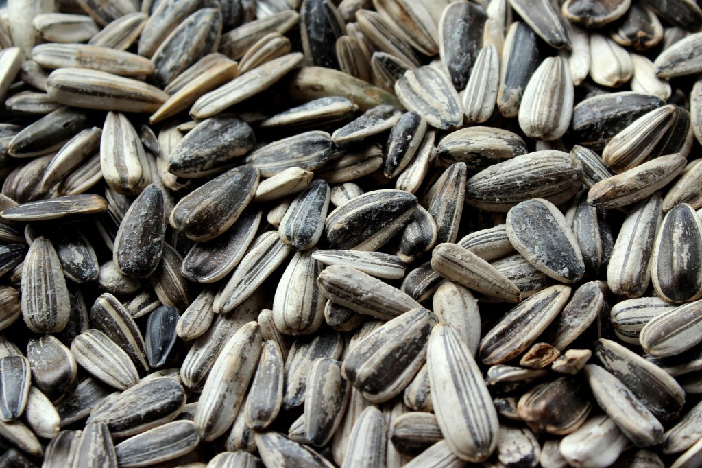 closeup photo of sunflower seeds